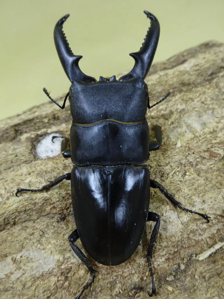 ゴトウヒラタ 74ミリペアB - クワガタ横丁