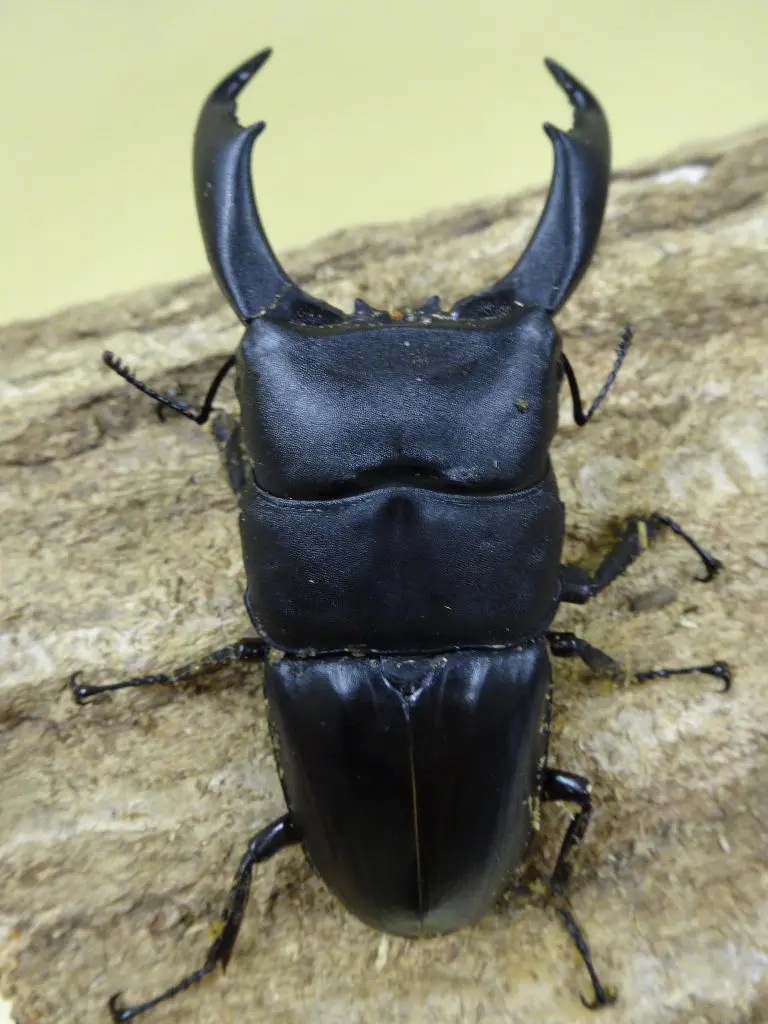 テイオウヒラタ 【♂93.5 ♀フリー】