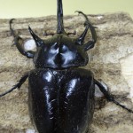 ^_^【標本】マルスゾウカブト　ペルー産　103.5ミリ　野外品 _^様専用【標本】マルスゾウカブト ペルー産 103.5ミリ 野外品