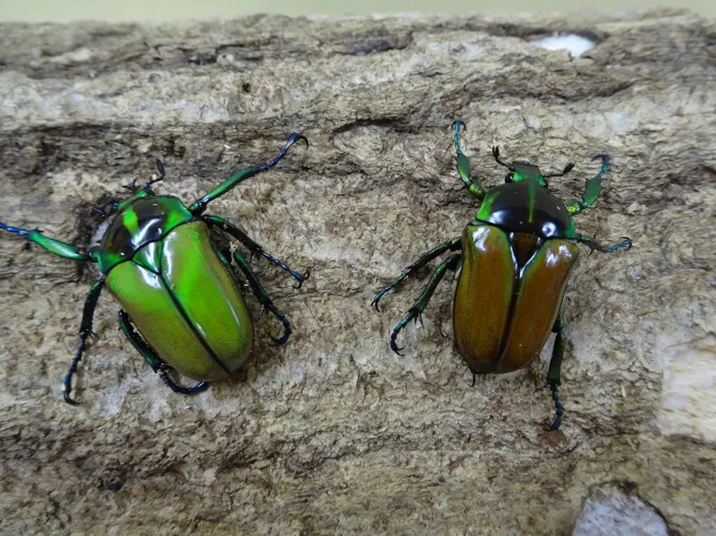 インド産　ソリツノカナブン　28mm インド産 ソリツノカナブン 28mm インド産ソリツノカナブン28mm