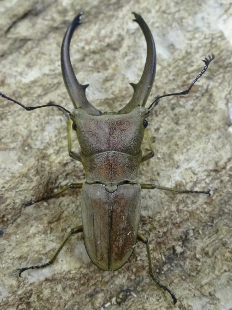 カナリクラトゥスホソアカ WD 57ミリペア - クワガタ横丁