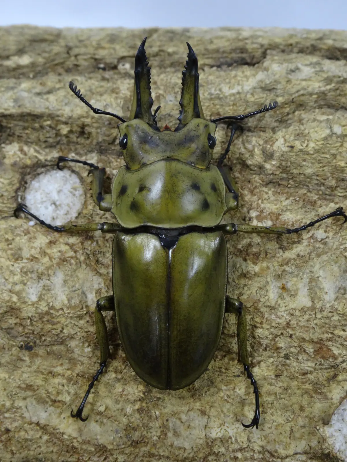 クニパパ様 クハ103－841