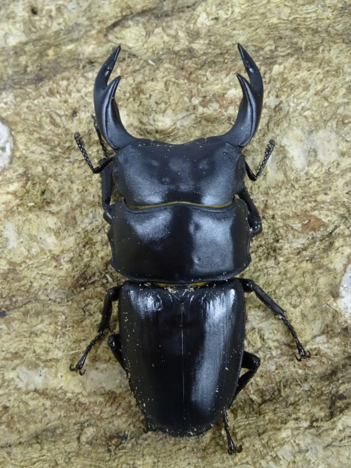 国産オオクワ 岡山県津山市 63ミリペア H28 - クワガタ横丁