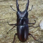 WD・成虫・フォルケプスノコギリクワガタ販売　♂40ミリ♀28ミリ・カリマンタン・クワガタ販売アリスト