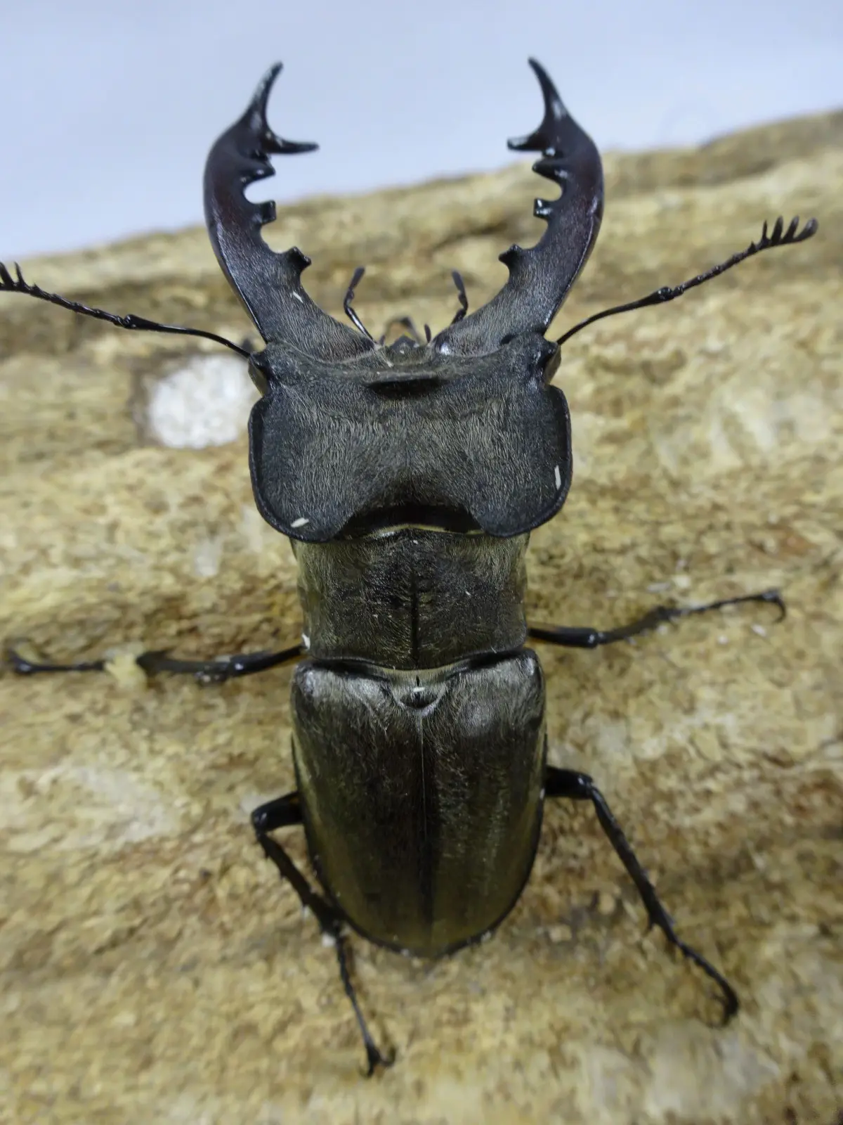 『北虫舎』　北海道胆振地方産　大型ミヤマクワガタ！！♂72ミリ 含む5ペア
