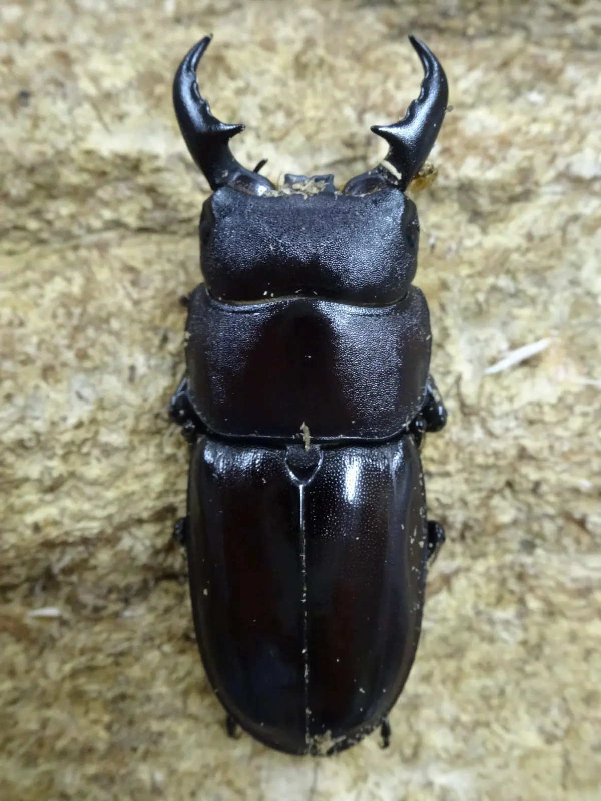 ダイトウヒラタ - クワガタ横丁