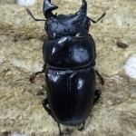 標本　タイワンオオクワガタ　雌雄モザイク　ブリード品 標本 タイワンオオクワガタ 雌雄モザイク ブリード品Ω