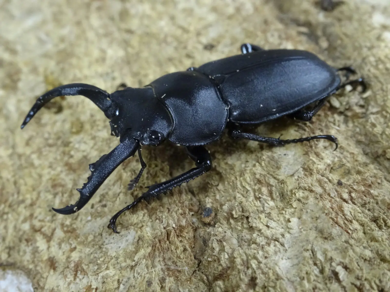 標本　値下げ可 大型 野外品アマミシカクワガタ ♂41.2mmペア アマミシカクワガタ ♂27mm 奄美大島 - Insect Islands 〜南の島