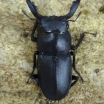 標本　値下げ可 大型 野外品アマミシカクワガタ ♂41.2mmペア 標本 値下げ可 大型 野外品アマミシカクワガタ ♂41.2mmペア 標本