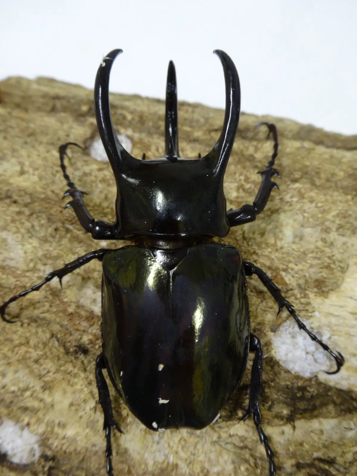 アトラスオオカブト スマトラ サイズフリーペア - クワガタ横丁
