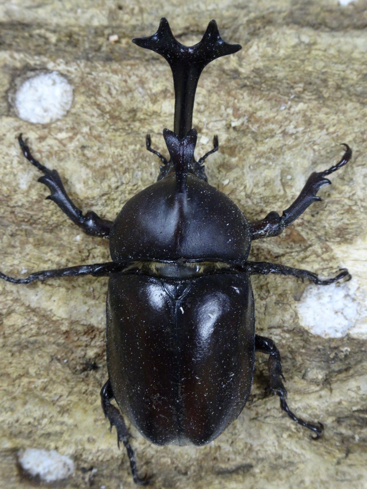 カブトムシ サイズフリー ペア クワガタ横丁