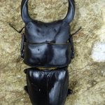 クワガタ 国産オオクワガタ 熊本 71ミリペア - クワガタ横丁