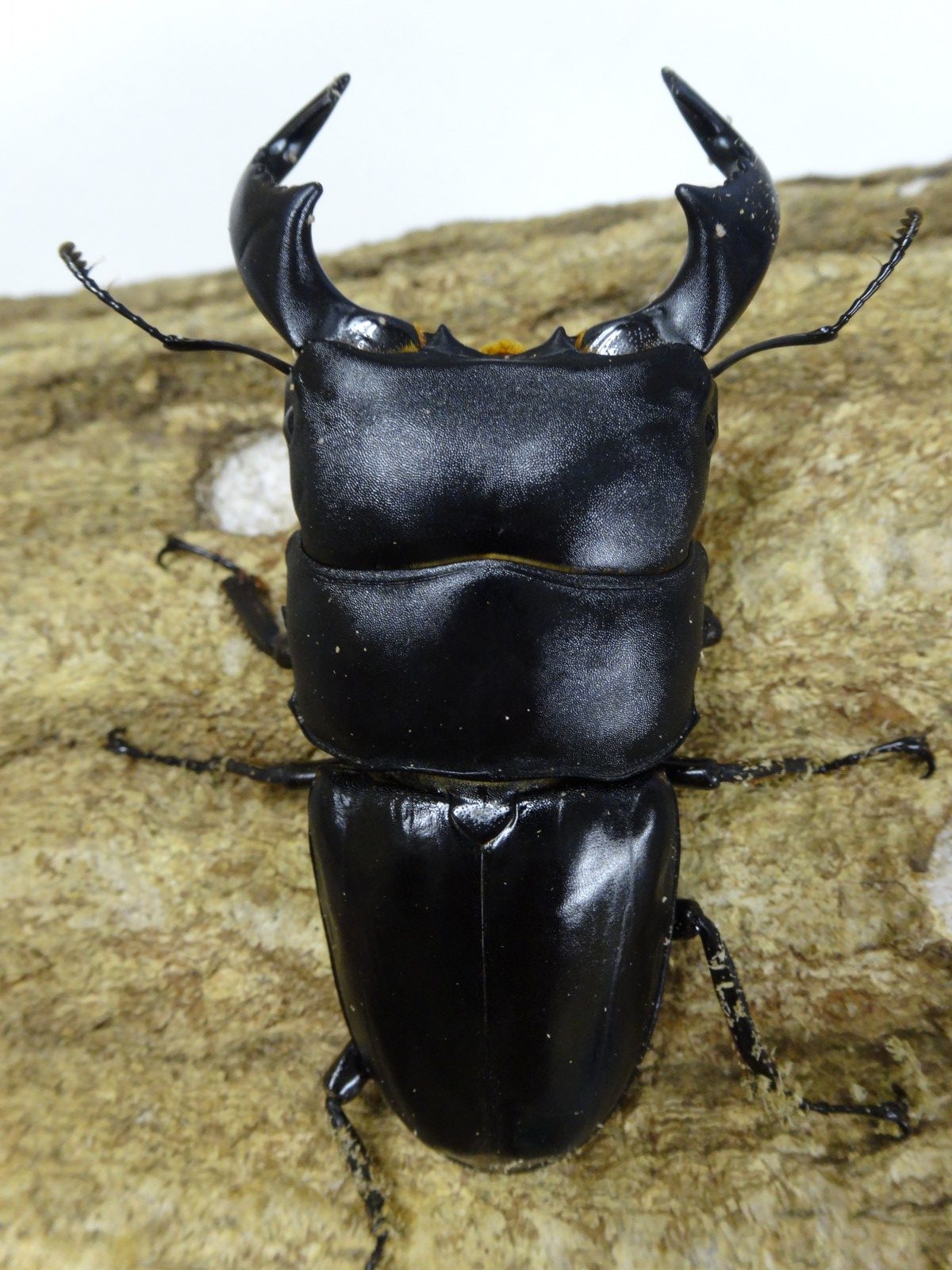 ヒラタクワガタ クワガタ横丁