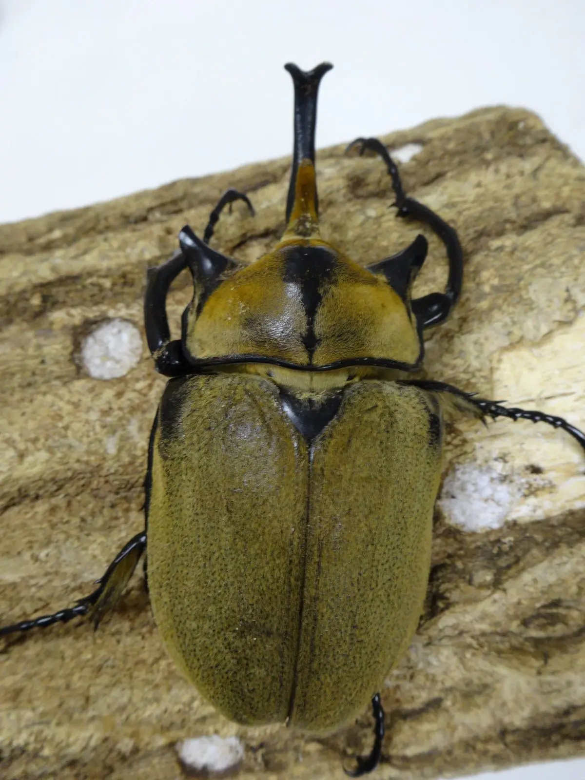 無料発送 ノゲイラゾウカブト クワガタ横丁 - 100ミリ前後♂単品 その他