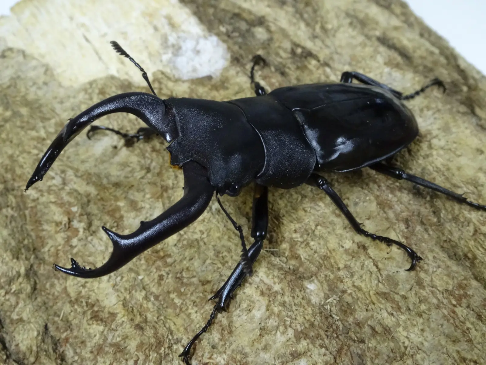 クワガタ クボタ コンバイン ER335SD4MW 3条 35ps 469時間 グレンタンク