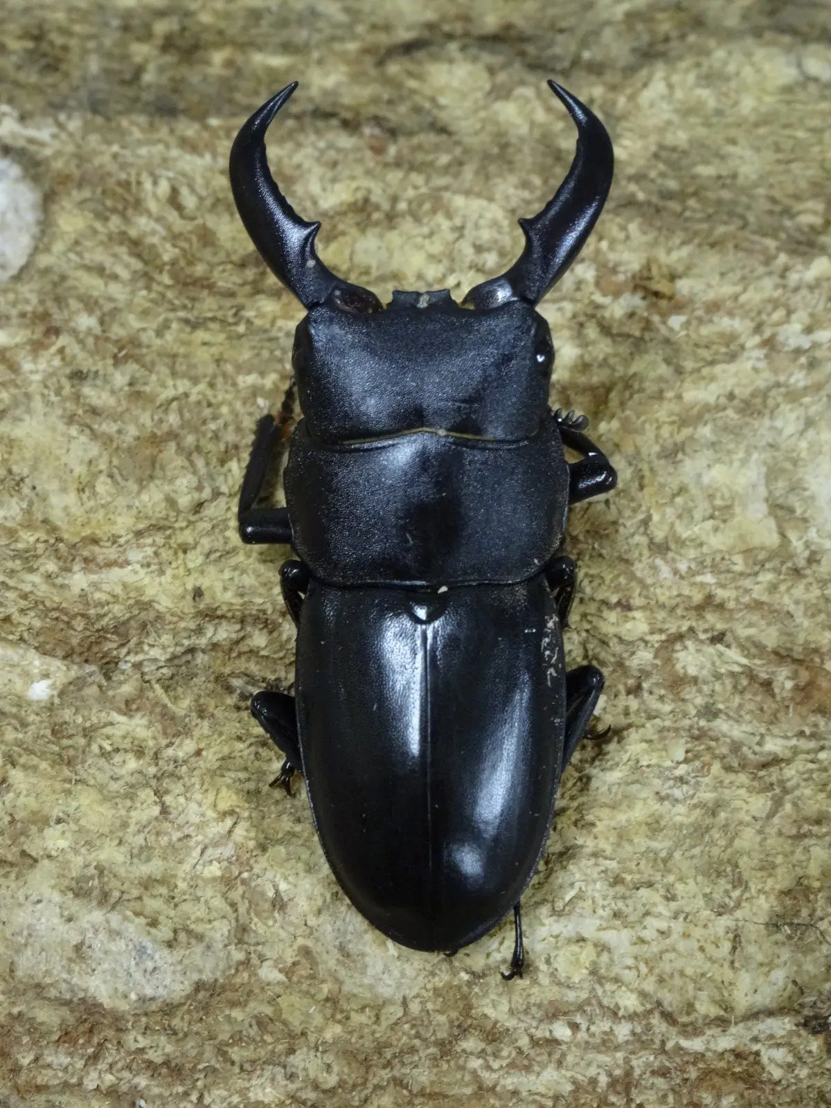 オキナワヒラタ - クワガタ横丁