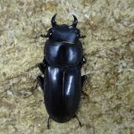 17080408-e1501842805562-