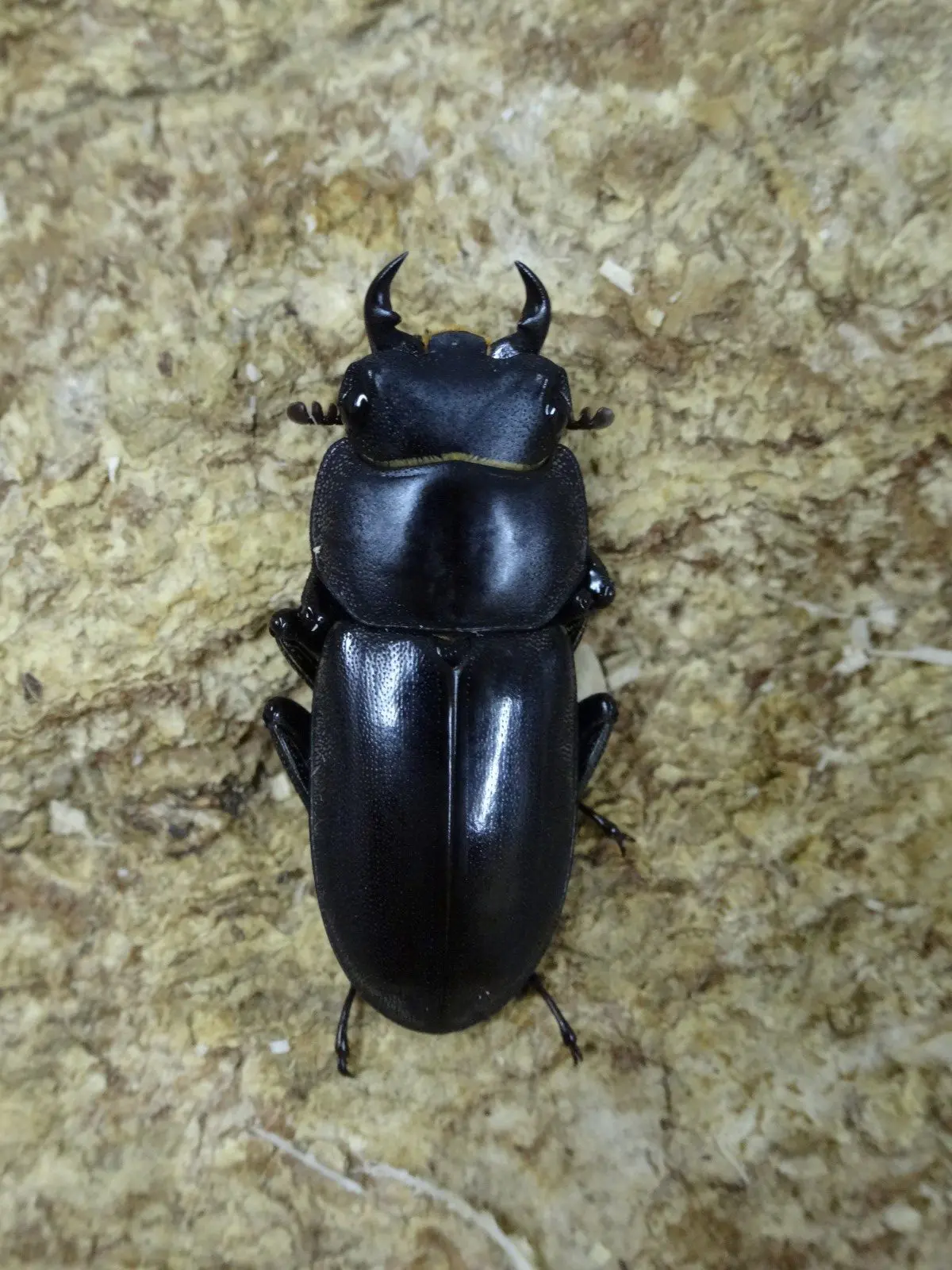 リュウキュウコクワ WD 20UPペア - クワガタ横丁