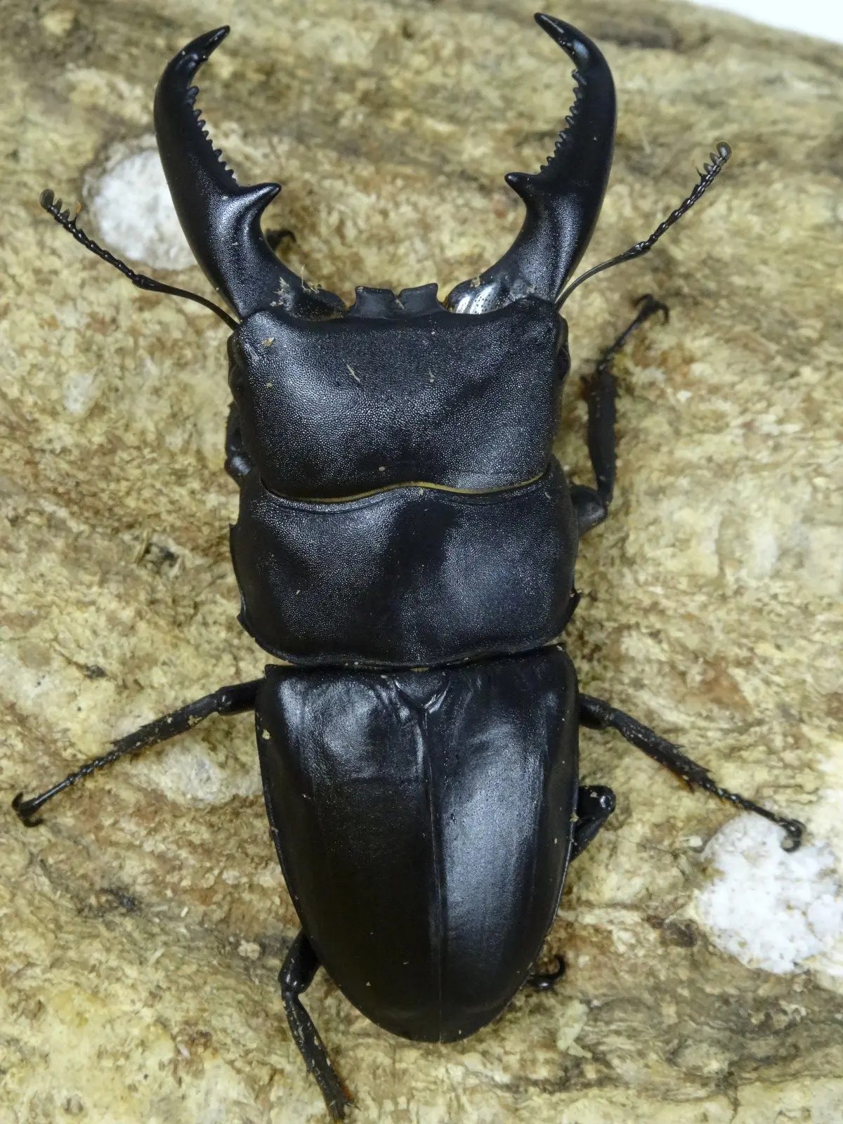 中国 - クワガタ横丁