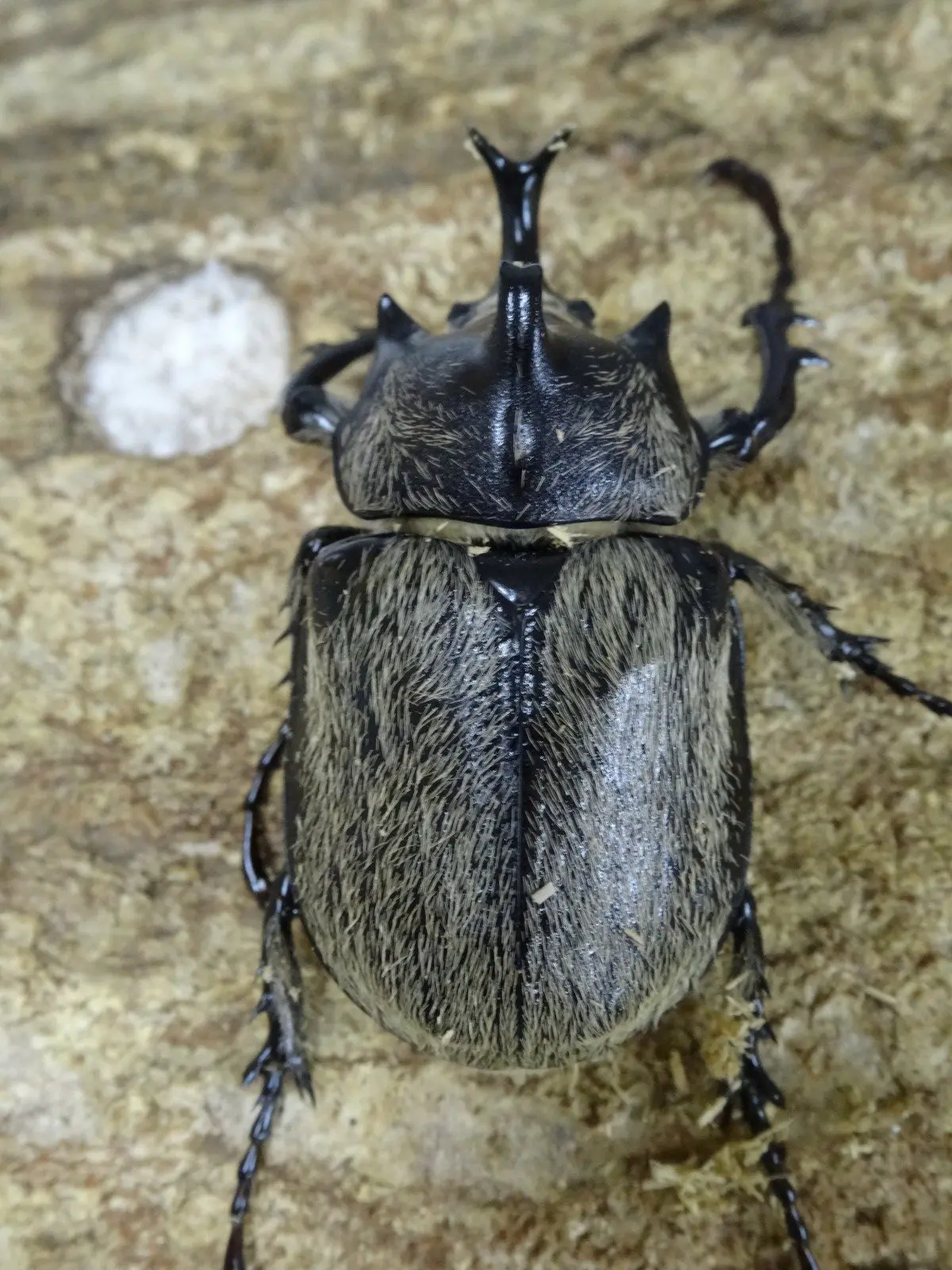 ホーム - クワガタ横丁