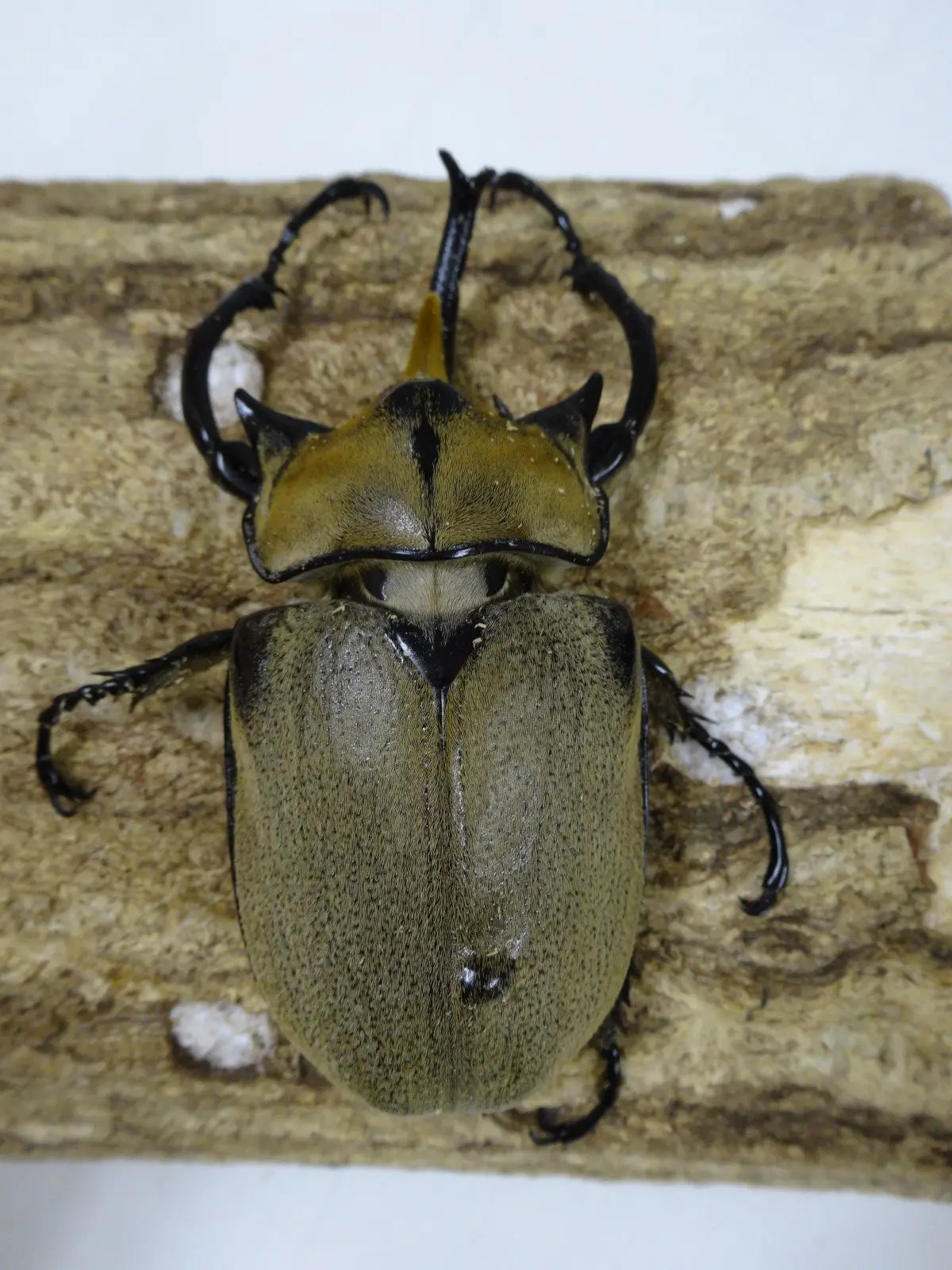 美品　ノゲイラゾウカブト♂標本 ノゲイラ - クワガタ横丁