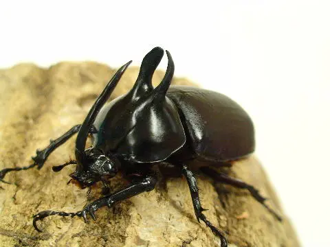 カブトムシ GdZ1tDtaoAAD-1V.jpg