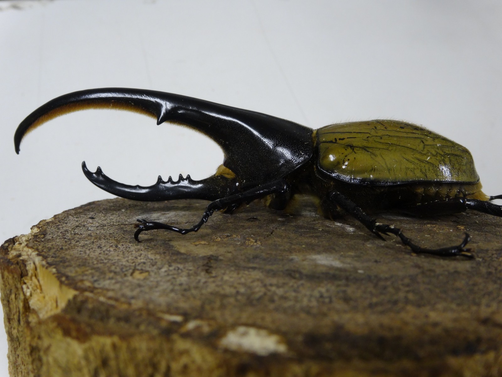 安価 ワタナベ ヘラクレスヘラクレス 標本完品 虫類用品