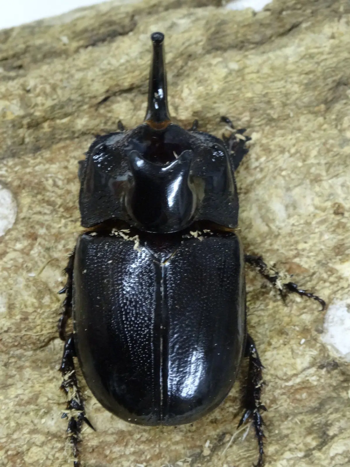 クワガタ マルタバンコブメンガタ（サイ）カブト 60UPペア - クワガタ横丁