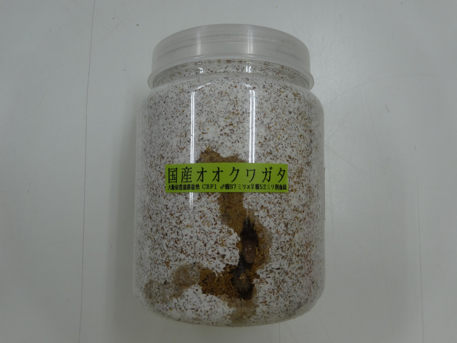 国産オオクワ 能勢 親８７ミリ 大夢８００入り クワガタ横丁