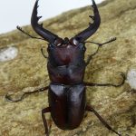 CHヤクシマノコギリ（屋久島）56ミリペア 17110202-e1509613921289-