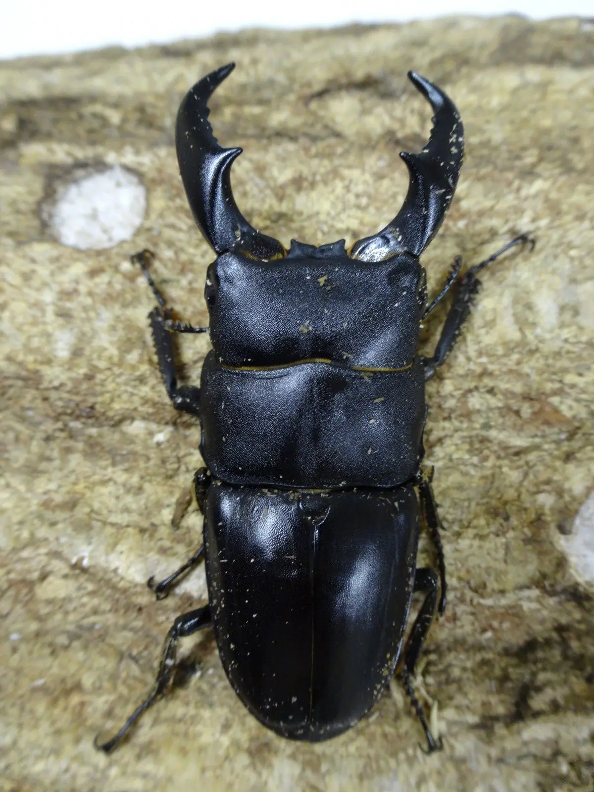 サキシマヒラタクワガタ　ペア(沖縄県　西表島産) くわかぶプラネット / 【西表産】サキシマヒラタクワガタペア