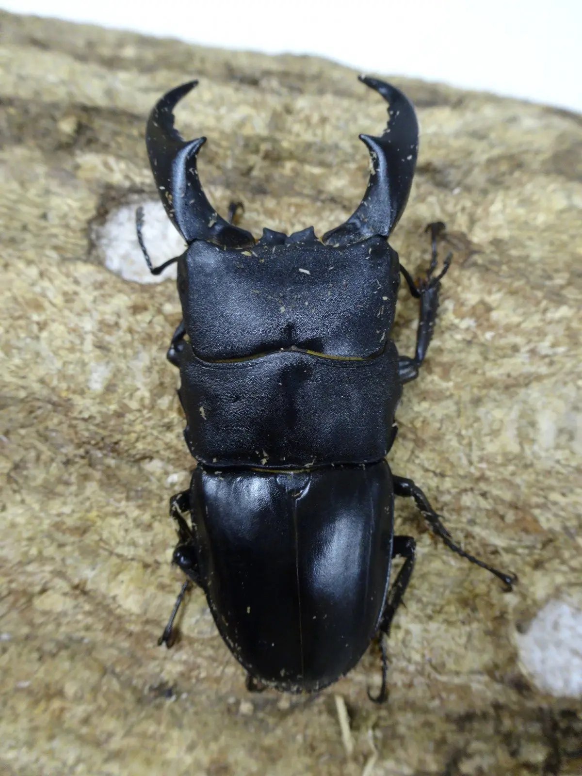 サキシマヒラタ 西表 65UPペア - クワガタ横丁