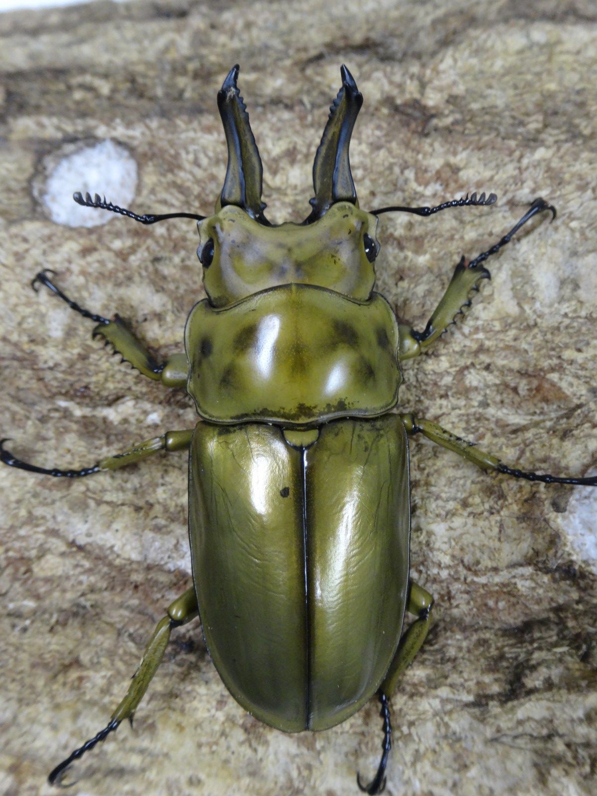 A.ローゼンベルク オオゴンオニクワガタ雄78㍉野外品 A.ローゼンベルク