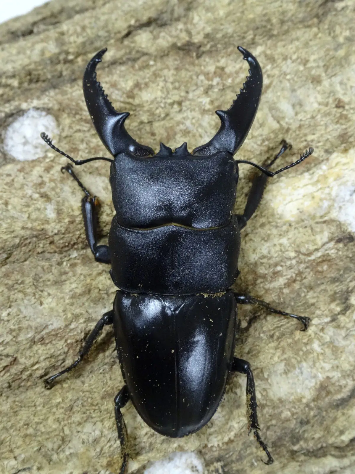チュウゴクヒラタ 湖南省 75ミリペア - クワガタ横丁