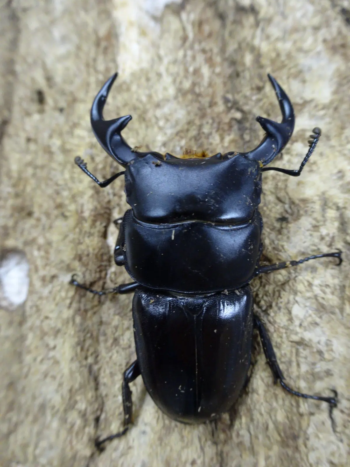 超レア 1950年代 アメリカ LEAF リーフ スペアミント ガム 看板 超レア