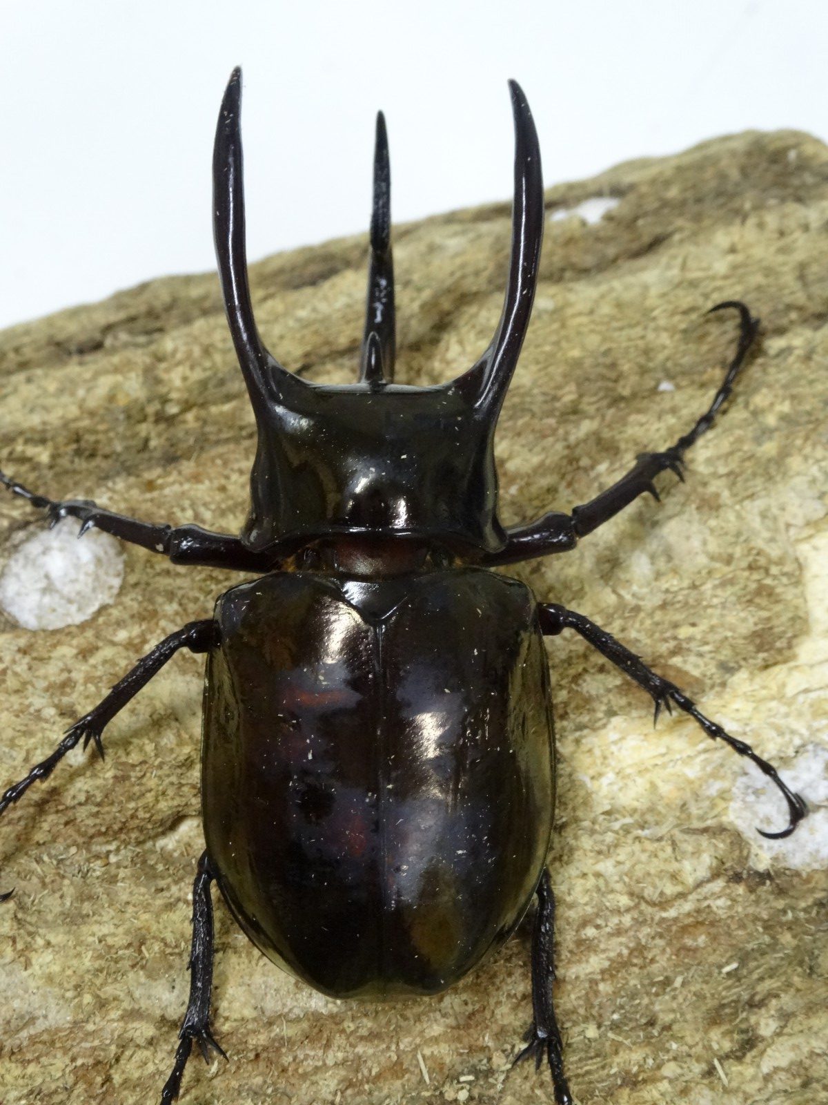 アトラスオオカブト スマトラ ｌｌサイズペア クワガタ横丁