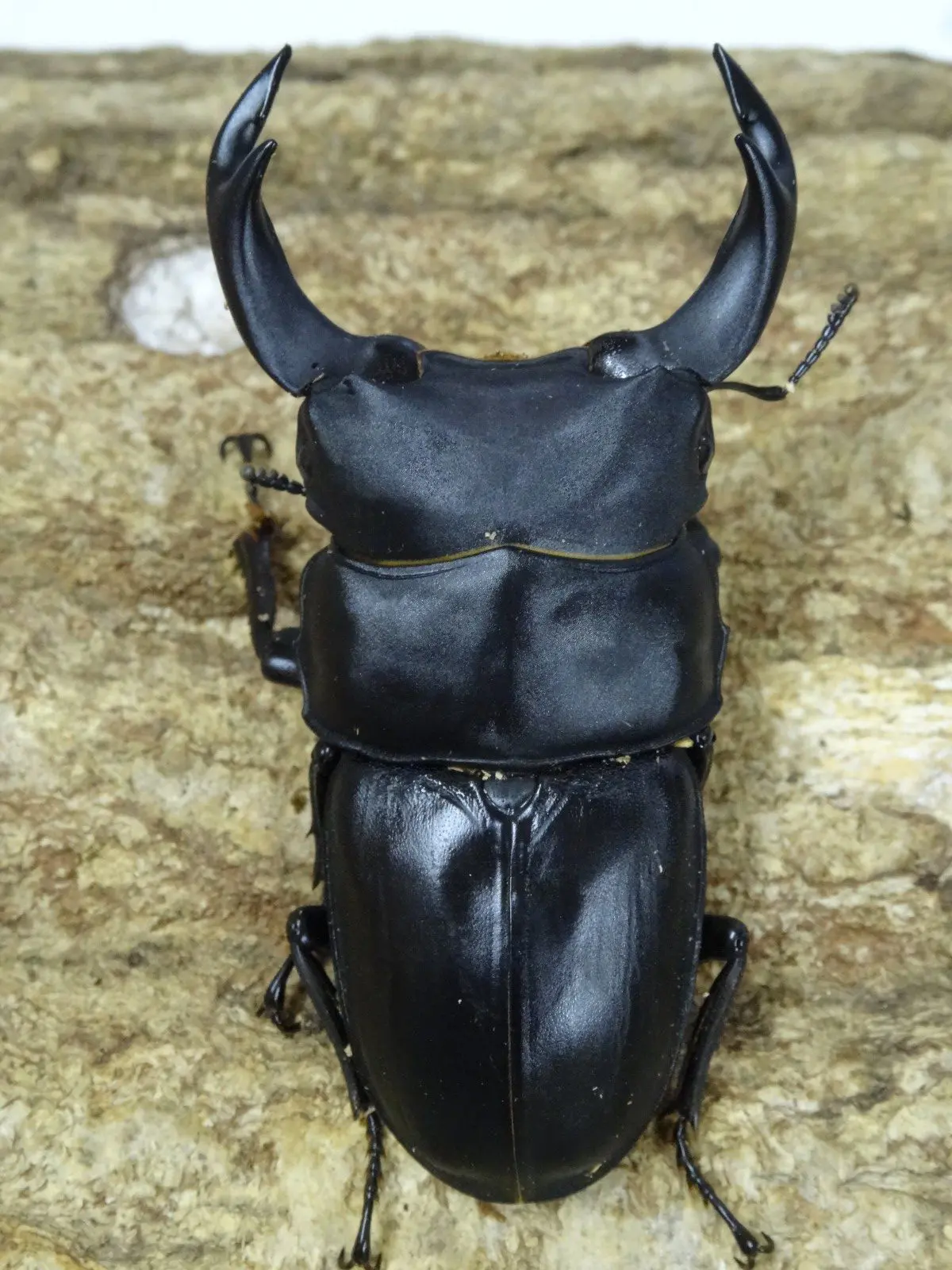 座標あり 68ミリ 野外品 オオクワガタ 三重県 国産オオクワ 三重県津市 72ミリペア - クワガタ横丁
