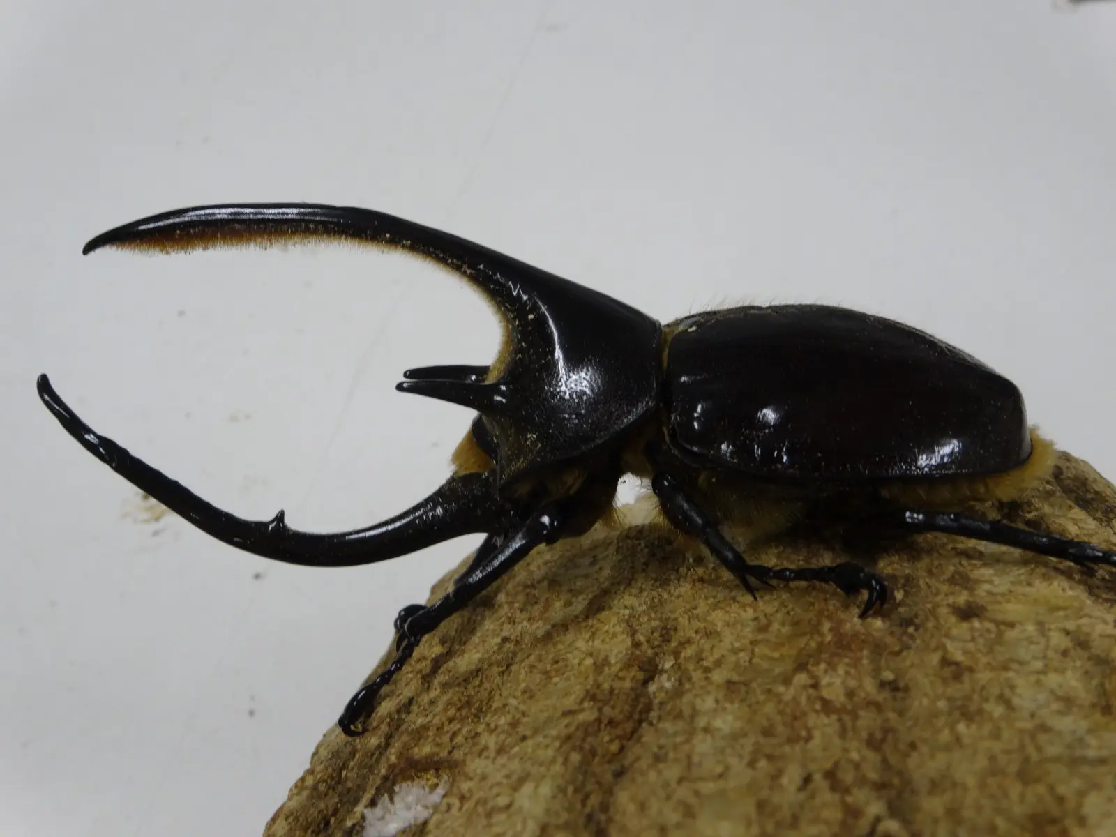 ムシキング アダー完結編 ネプチューンオオカブト タランドゥスツヤ