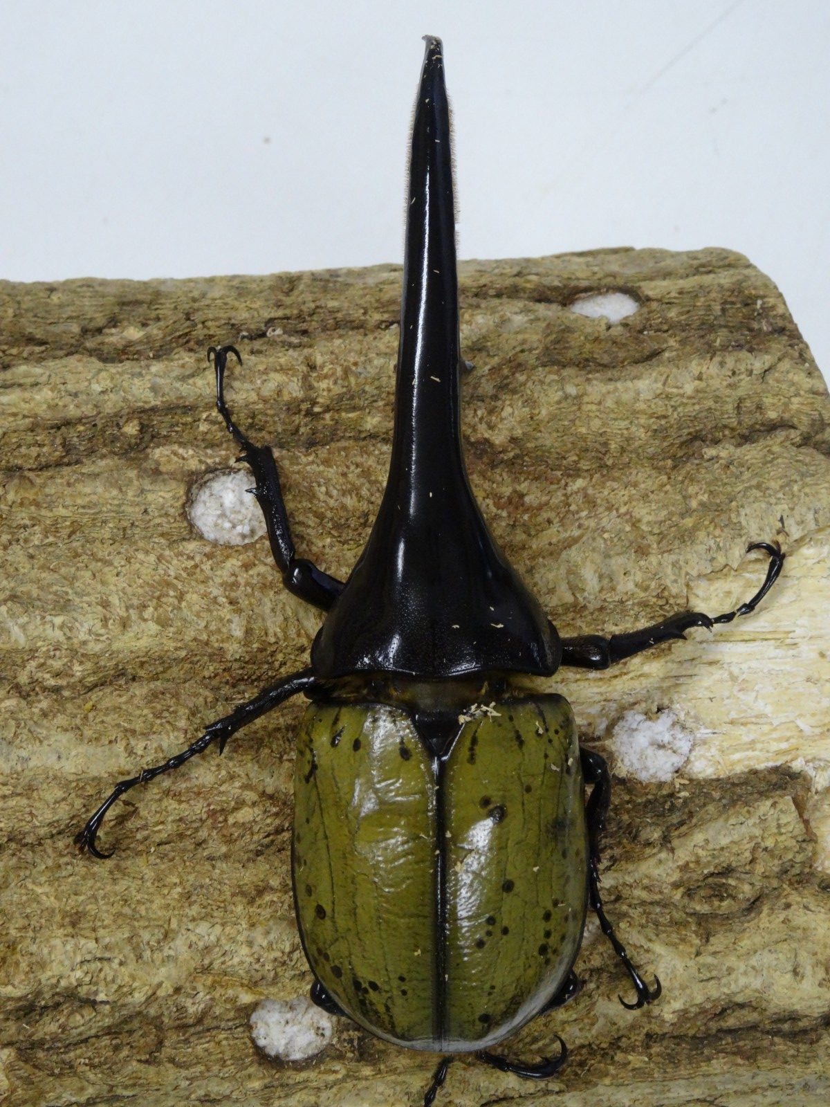 ヘラクレス ヘラクレス １４５ミリペア クワガタ横丁