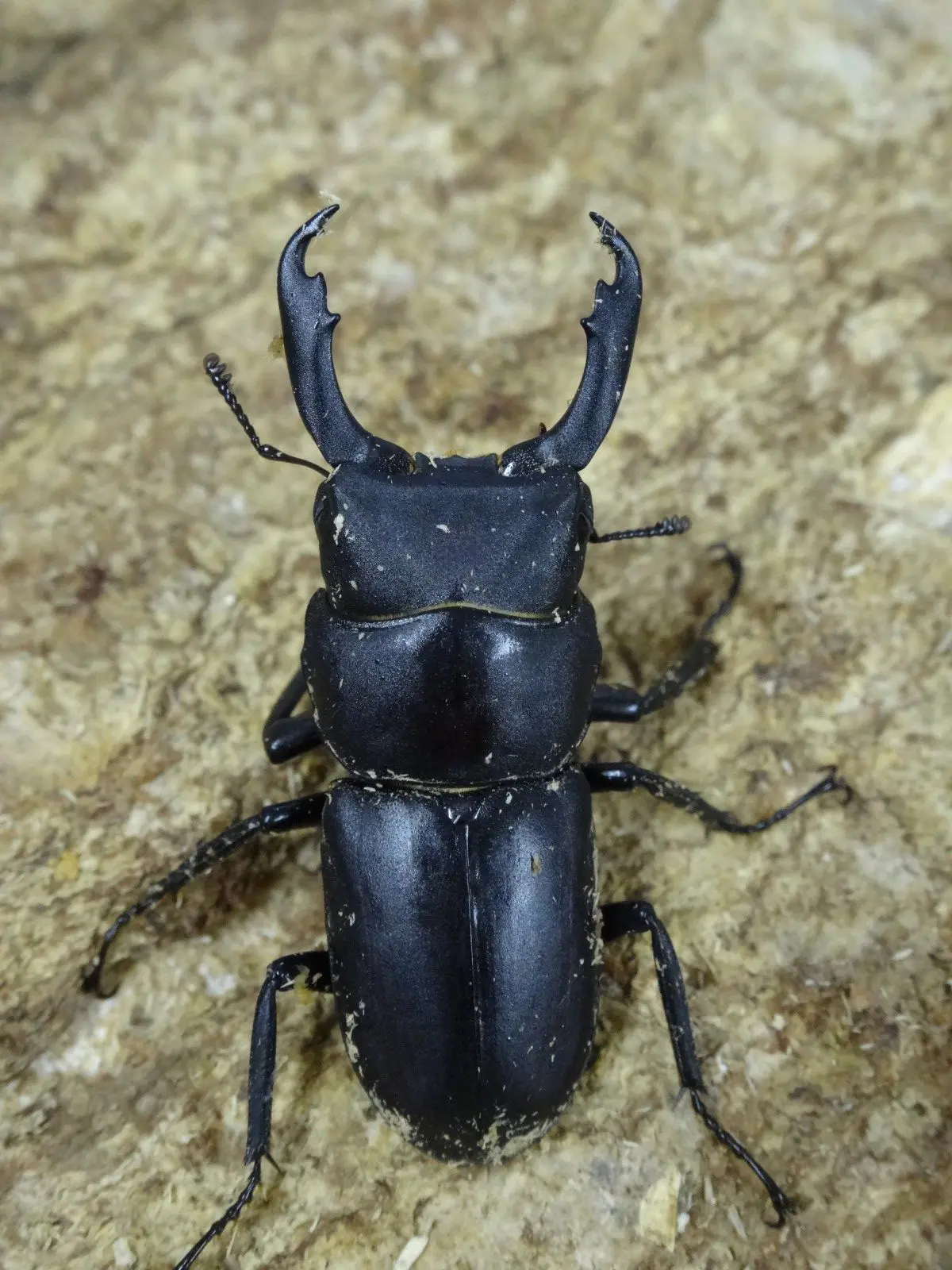 スジクワガタ WD 30ミリ♂単品 - クワガタ横丁