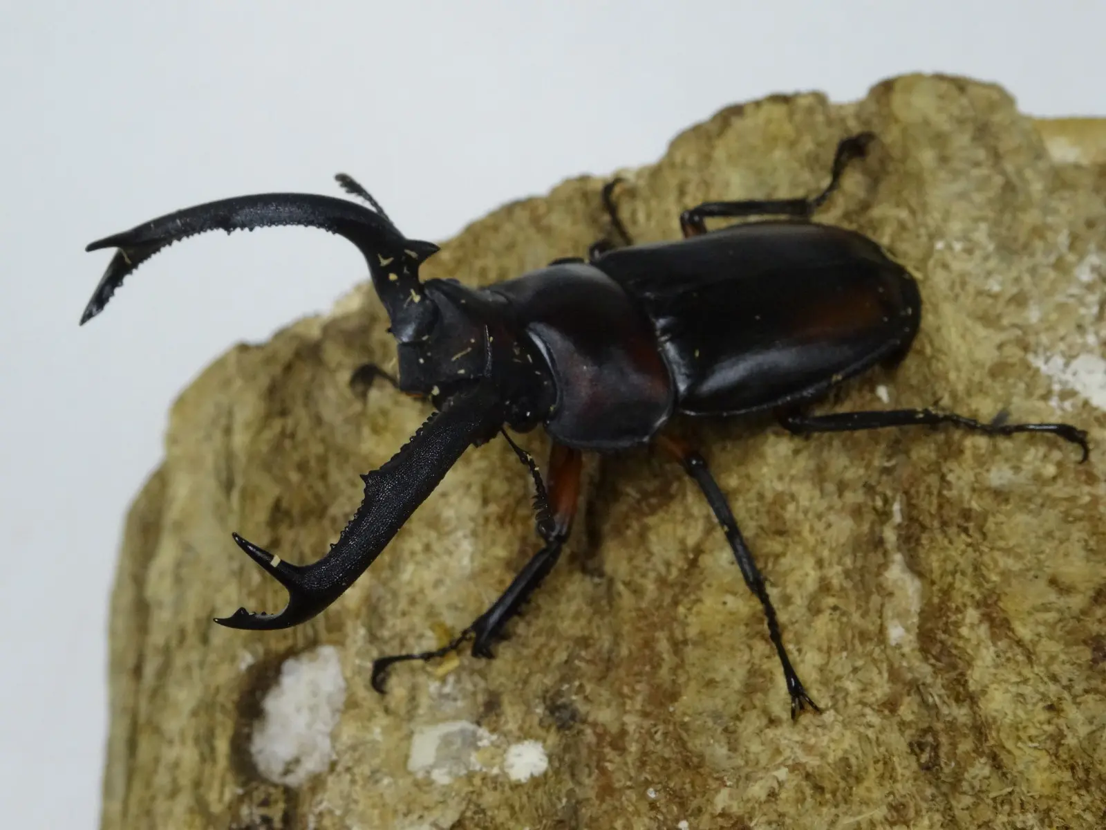 ディディエールシカクワガタ 67ミリ♂単品 - クワガタ横丁