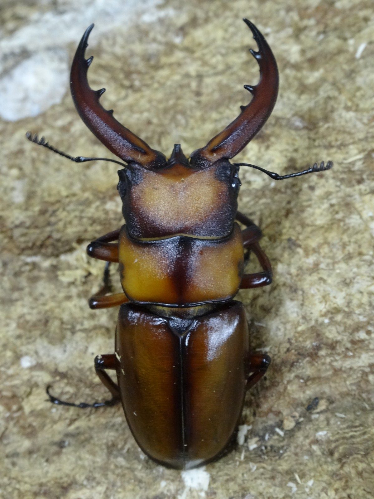 トカラノコギリ 悪石島 ５３ミリａ ペア クワガタ横丁