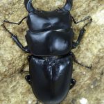 カンボジア産 奇形種 カンボジア産 奇形種 やまうちたかし ／ ミニチュア土器 土偶（縄文