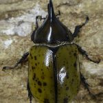 ※希少！マヤシロカブト♂野外標本 Yahoo!オークション -「マヤシロカブト」の落札相場・落札価格