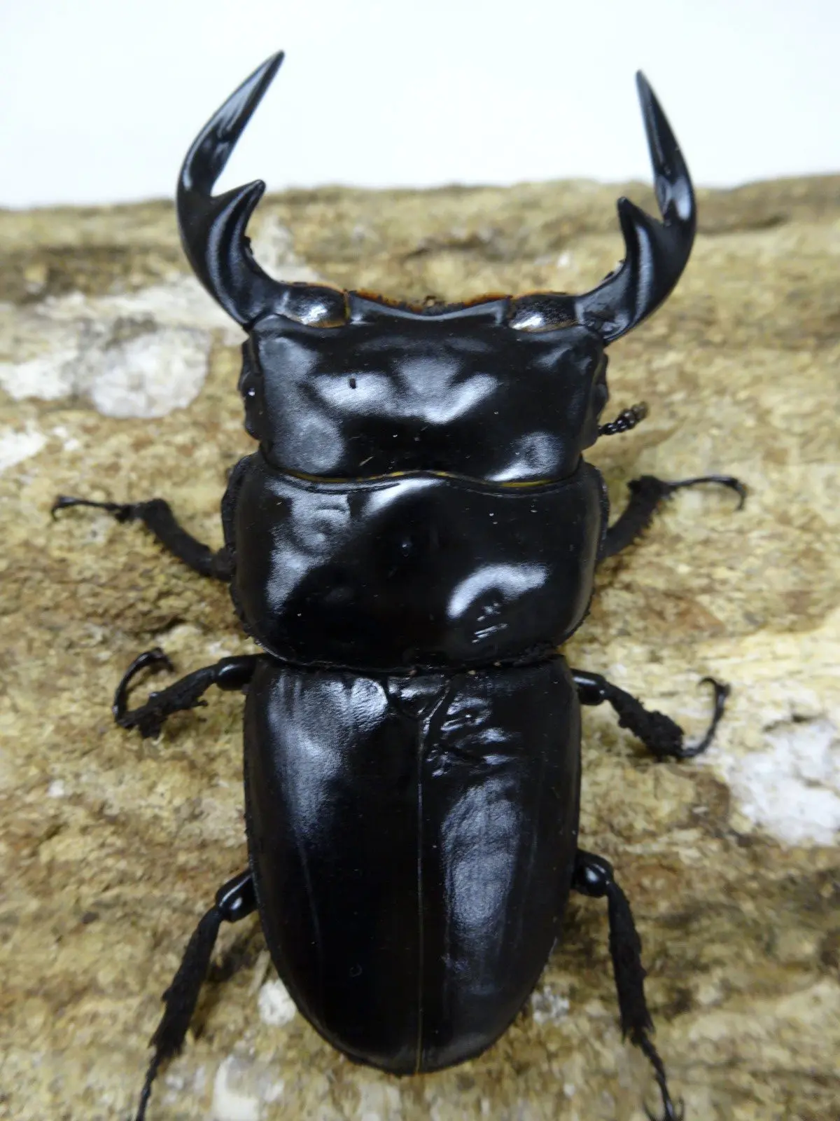 ラオスアンタエウス 72ミリペアB - クワガタ横丁