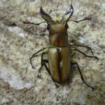 18110704-e1541583362272-