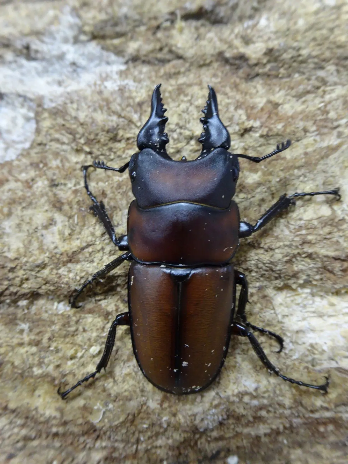 モンクロベニカミキリ　3ペア アンティローペノコギリ WD 40UPペア - クワガタ横丁