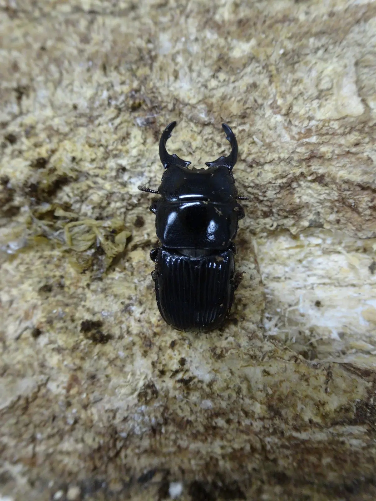 カーニバル　約40匹カブトクワガタ本物標本まとめ売り マルカンのカンタン外国産昆虫標本セット販売-ヘラクレスや
