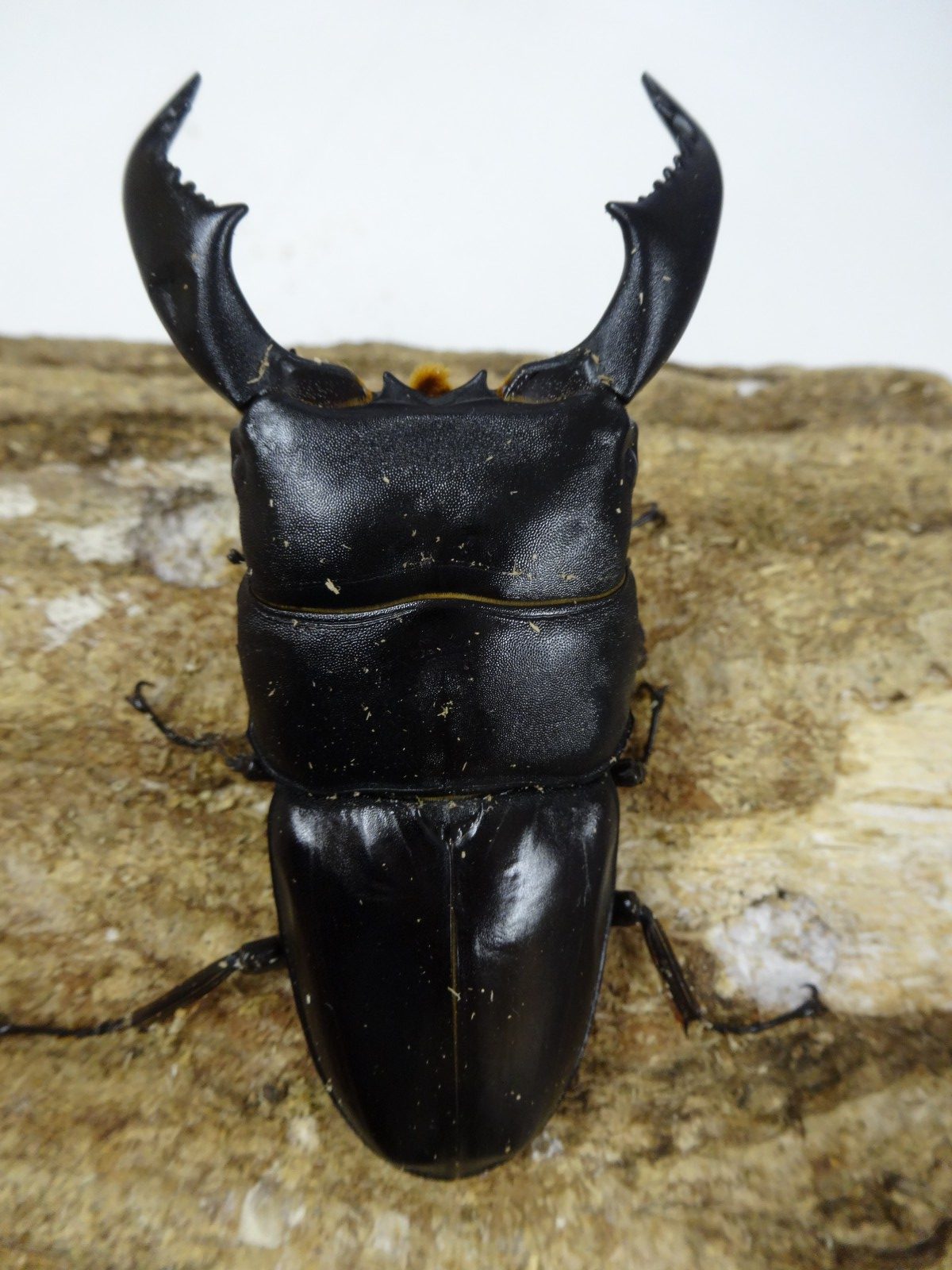 マリンドッケオオヒラタ 90㎜♂1♀2