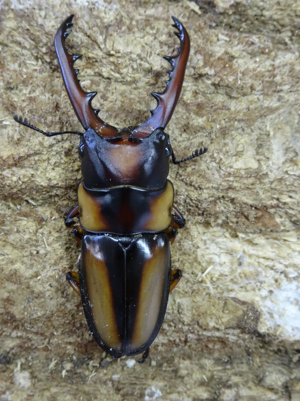 サバゲノコギリ 53ミリペア - クワガタ横丁